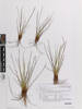 Juncus acutus acutus, AK375519, © Auckland Museum CC BY