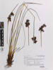 Juncus acutus acutus, AK375520, © Auckland Museum CC BY