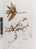 Elaeocarpus hookerianus, AK375819, © Auckland Museum CC BY