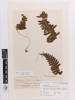 Blechnum vulcanicum, AK115196, © Auckland Museum CC BY