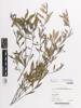 Linnaean Plantae MYRTACEAE, AK376211, © Auckland Museum CC BY