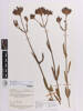 Verbena incompta, AK127561, © Auckland Museum CC BY