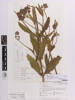 Verbena incompta, AK217182, © Auckland Museum CC BY