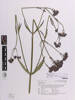 Verbena incompta, AK251774, © Auckland Museum CC BY