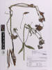 Verbena incompta, AK283493, © Auckland Museum CC BY