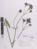 Verbena incompta, AK309197, © Auckland Museum CC BY