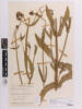 Verbena incompta, AK35432, © Auckland Museum CC BY
