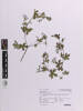 Geranium gardneri, AK376889, © Auckland Museum CC BY