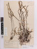 Lindsaea linearis, AK142493, © Auckland Museum CC BY