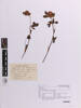 Trifolium pratense, AK373745, © Auckland Museum CC BY