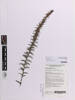 Daviesia pectinata, AK376723, © Auckland Museum CC BY