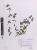 Clinopodium vulgare, AK381680, © Auckland Museum CC BY