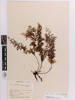 Hymenophyllum pulcherrimum, AK114490, © Auckland Museum CC BY