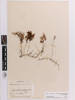 Hymenophyllum multifidum, AK114628, © Auckland Museum CC BY