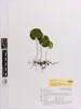 Hymenophyllum nephrophyllum, AK288811, © Auckland Museum CC BY