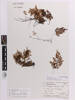 Hymenophyllum multifidum, AK265557, © Auckland Museum CC BY