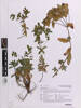 Euphorbia depauperata pubescens, AK330550, © Auckland Museum CC BY