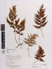 Hymenophyllum scabrum, AK128444, © Auckland Museum CC BY