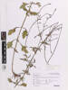 Verbena officinalis, AK377125, © Auckland Museum CC BY