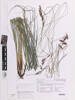 Carex raoulii, AK378109, © Auckland Museum CC BY