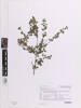 Neomyrtus pedunculata, AK378110, © Auckland Museum CC BY