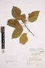 Elaeocarpus tonganus, AK375404, © Auckland Museum CC BY