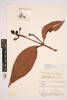 Syzygium zhenghei, AK188365, © Auckland Museum CC BY