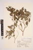 Syzygium maire, AK226683, © Auckland Museum CC BY