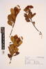 Tristaniopsis, AK295380, © Auckland Museum CC BY