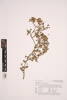Lophomyrtus obcordata, AK301663, © Auckland Museum CC BY