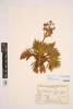 Aciphylla similis; AK379025; © Auckland Museum CC BY