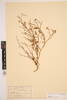Carmichaelia odorata, AK228814, © Auckland Museum CC BY