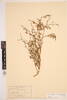 Carmichaelia odorata, AK228817, © Auckland Museum CC BY