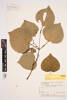 Piper excelsum psittacorum, AK273309, © Auckland Museum CC BY