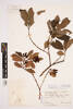 Ascarina lucida lanceolata, AK273310, © Auckland Museum CC BY