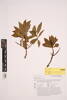 Myoporum rapense kermadecense, AK326208, © Auckland Museum CC BY