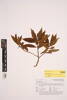Myoporum rapense kermadecense, AK326643, © Auckland Museum CC BY