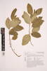 Melicytus ramiflorus, AK329003, © Auckland Museum CC BY