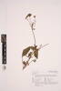 Bidens pilosa, AK325944, © Auckland Museum CC BY