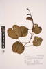Ipomoea pes-caprae brasiliensis, AK326638, © Auckland Museum CC BY