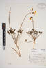 Oxalis pes-caprae, AK134982, © Auckland Museum CC BY