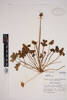 Oxalis pes-caprae, AK145476, © Auckland Museum CC BY