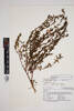 Sphaeralcea, AK250089, © Auckland Museum CC BY