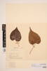 Thespesia populnea, AK74659, © Auckland Museum CC BY