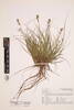 Carex echinata, AK289631, © Auckland Museum CC BY