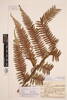 Dicksonia fibrosa, AK267553, © Auckland Museum CC BY