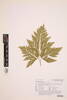 Loxsoma cunninghamii, AK346995, © Auckland Museum CC BY