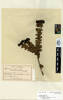 Hebe amplexicaulis amplexicaulis, AK8130, © Auckland Museum CC BY