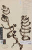 Leptopteris wilkesiana, AK118770, © Auckland Museum CC BY
