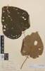 Broussonetia papyrifera, AK50843, N/A